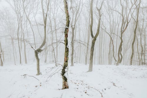 Free Bare Trees on Snow Covered Ground Stock Photo
