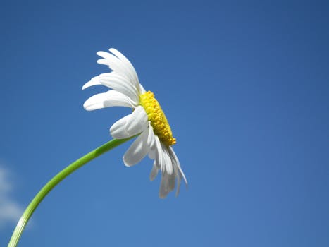 200 amazing daisy photos pexels free stock photos