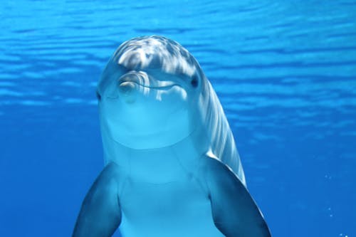 Weißer Und Grauer Delphin Auf Blauem Wasser