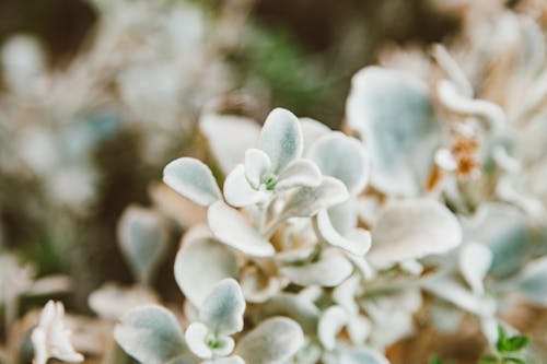 Foto profissional grátis de aumento, fechar-se, flora