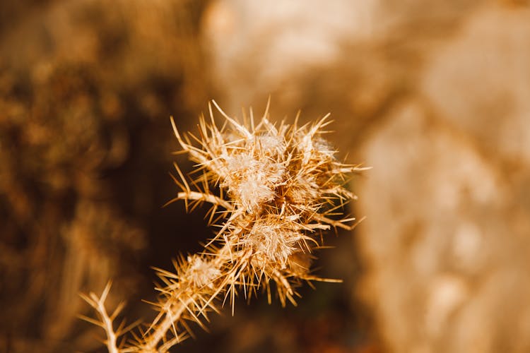 Close Up Of Dry Plant 