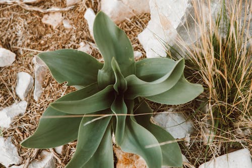 Gratis lagerfoto af Agave, blade, Botanisk