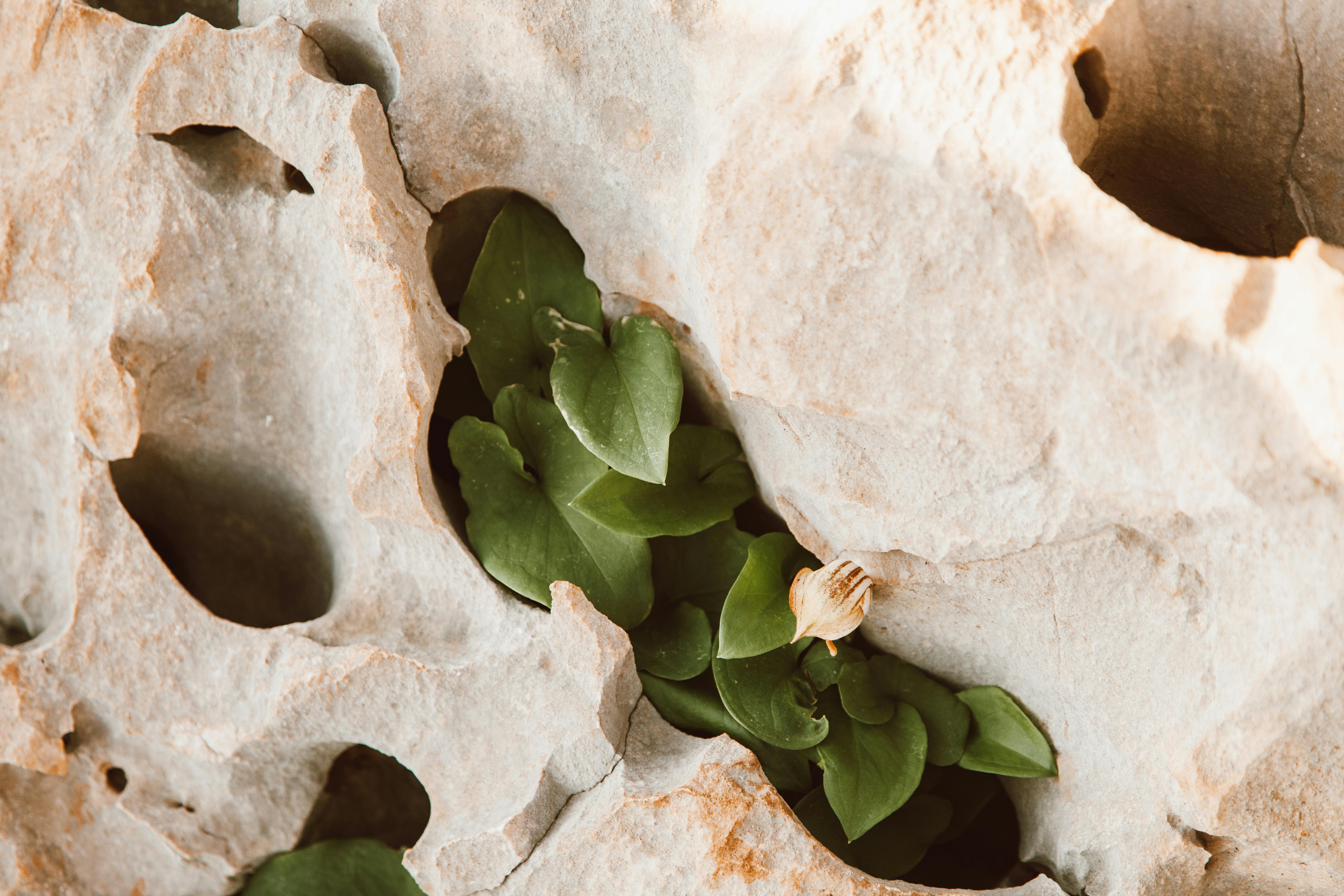 Nature detail of eroded rock with fresh green leaves growing, capturing resilience.