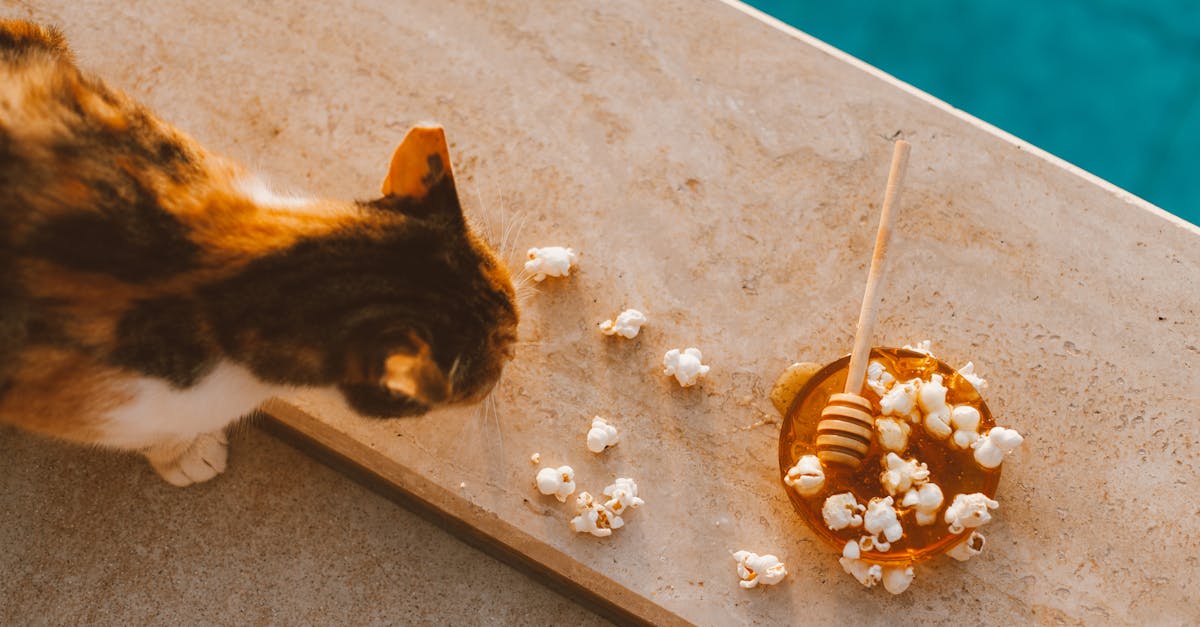 How to keep raccoons away from outdoor cat food