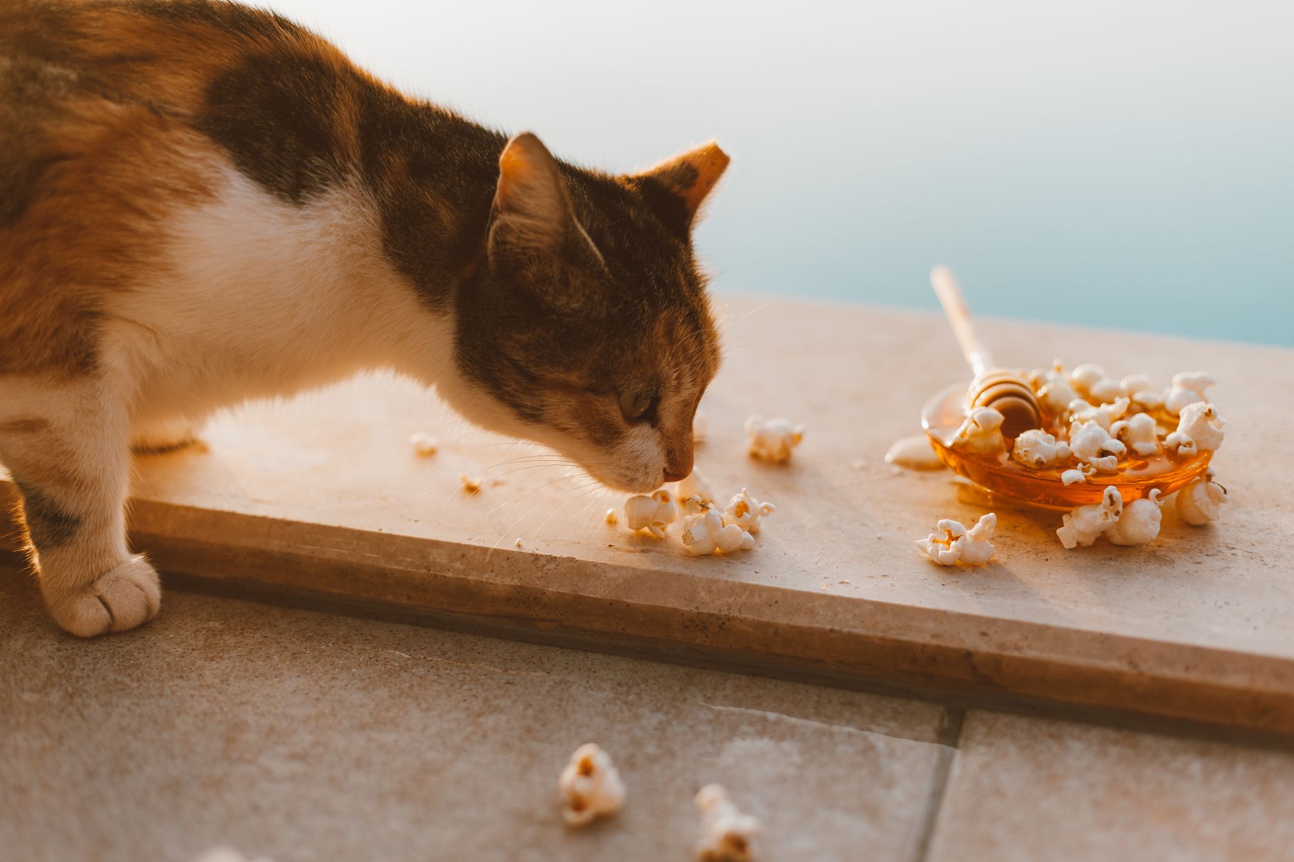 A cat sniffing a small bowl on a kitchen floor