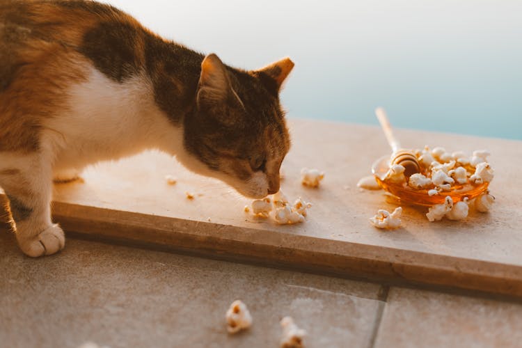 Cat Sniffing A Popcorn 