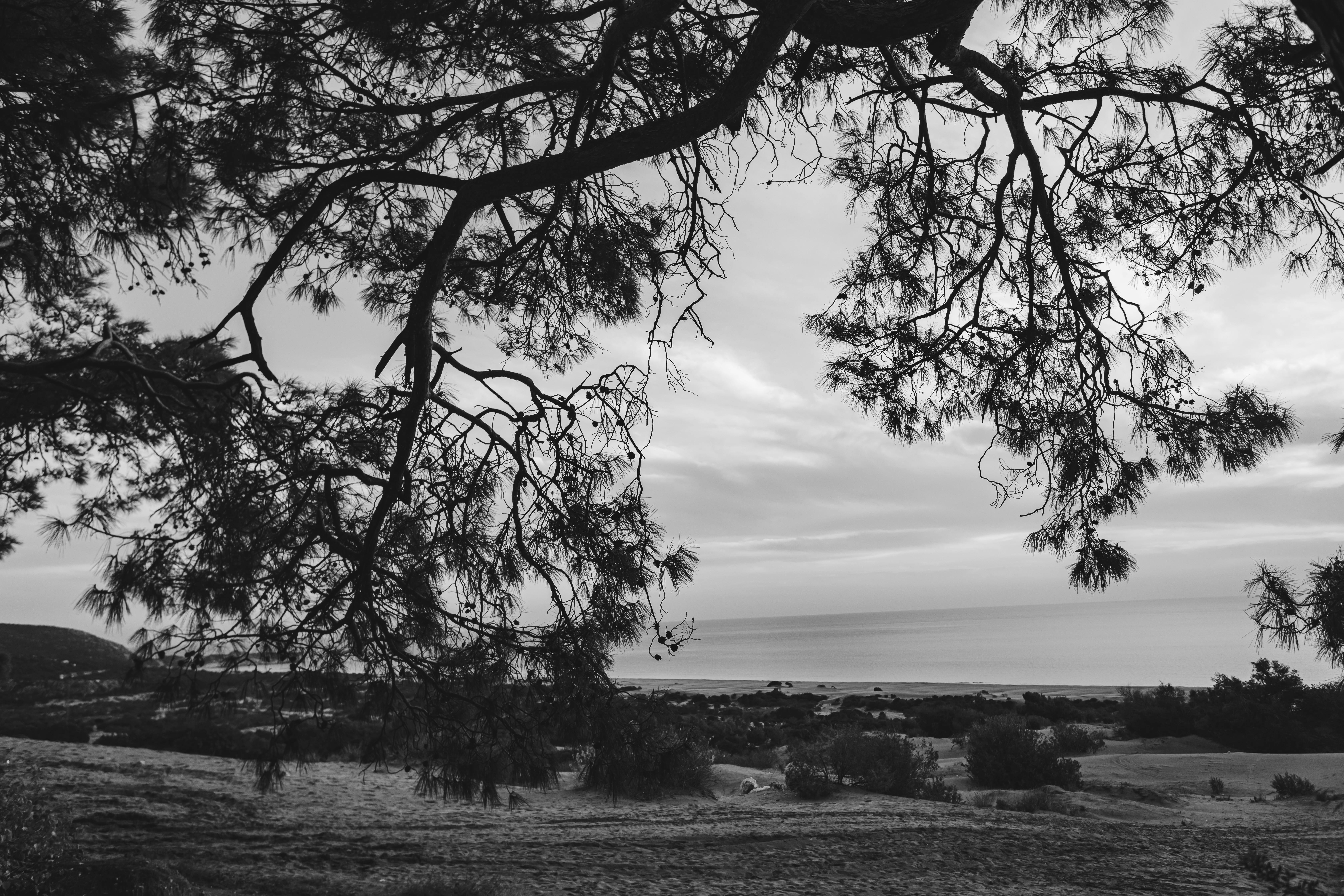 Peaceful grayscale landscape with branches framing a tranquil body of water.