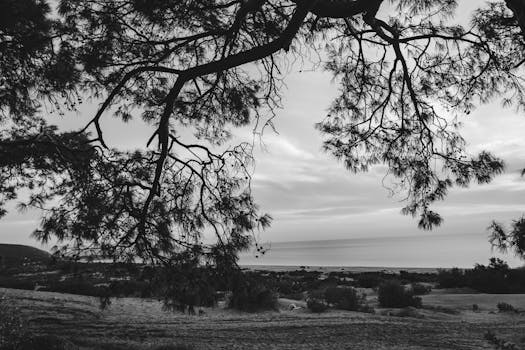 Peaceful grayscale landscape with branches framing a tranquil body of water.