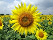 在印度科帕尔的蓝天下，亮黄色的向日葵盛开着