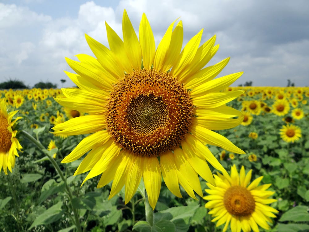 Kostenlos Nahaufnahmefoto Der Sonnenblume Stock-Foto