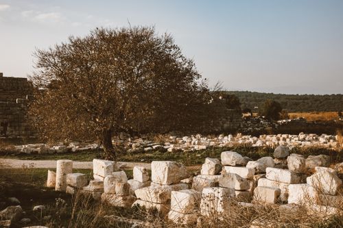 Free Serene scene of ancient stone ruins and lone tree under blue sky. Stock Photo