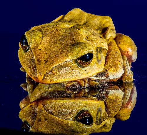 Free Close-up capture of a golden frog on a reflective surface under blue lighting. Stock Photo