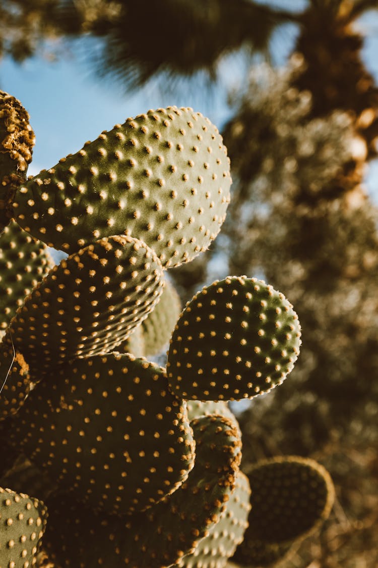 Prickly Cactus Growing In Circular Shapes