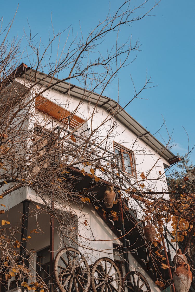 A Dried Leafless Tree And A House