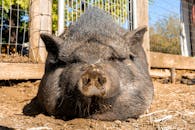 A Pig Resting on the Ground