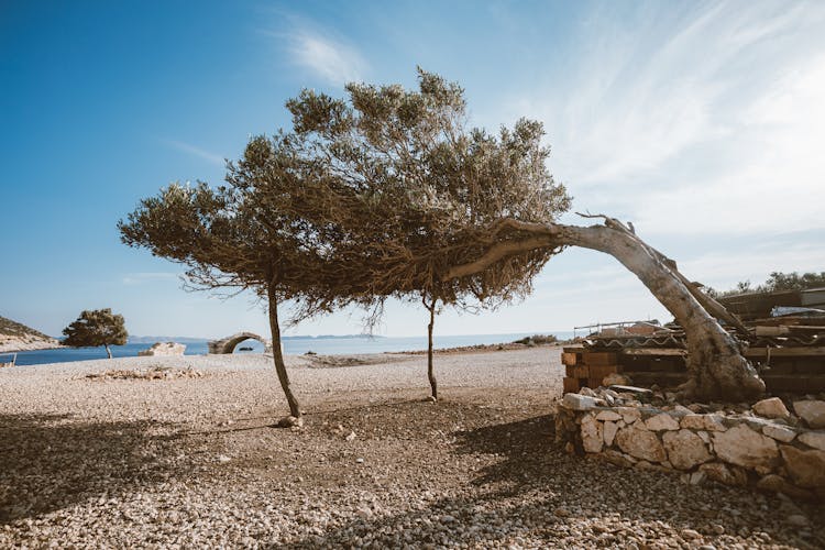 A Bent Tree Supported By Logs