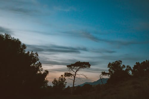 Kostenloses Stock Foto zu bäume, himmel, silhouette