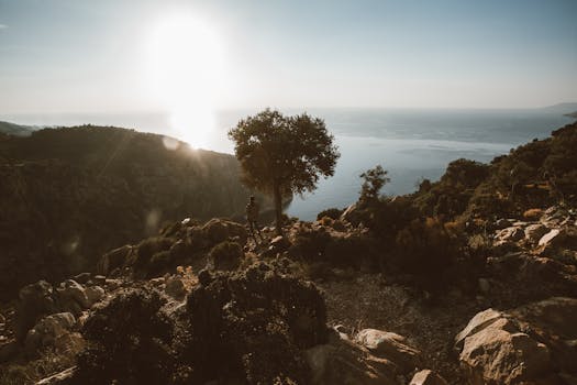 A lone tree stands on a rocky cliff overlooking the ocean at sunset, creating a serene and picturesque view.