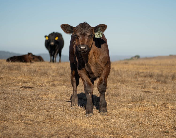 A Calf With An Ear Tag