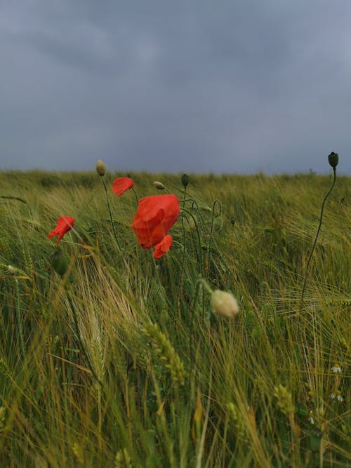 Free Close Up of Poppy Flower on Meadow Stock Photo