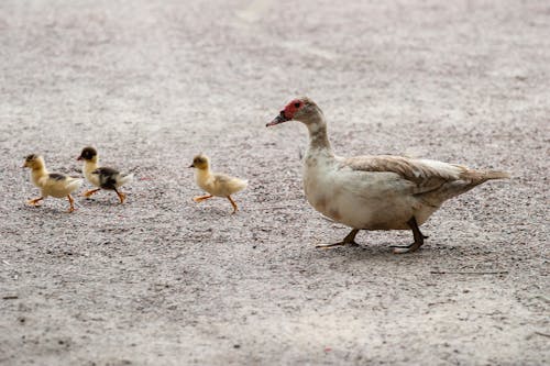 白色和棕色的鸭子与黄色和黑色的鸭子，白天在灰色的地板上行走