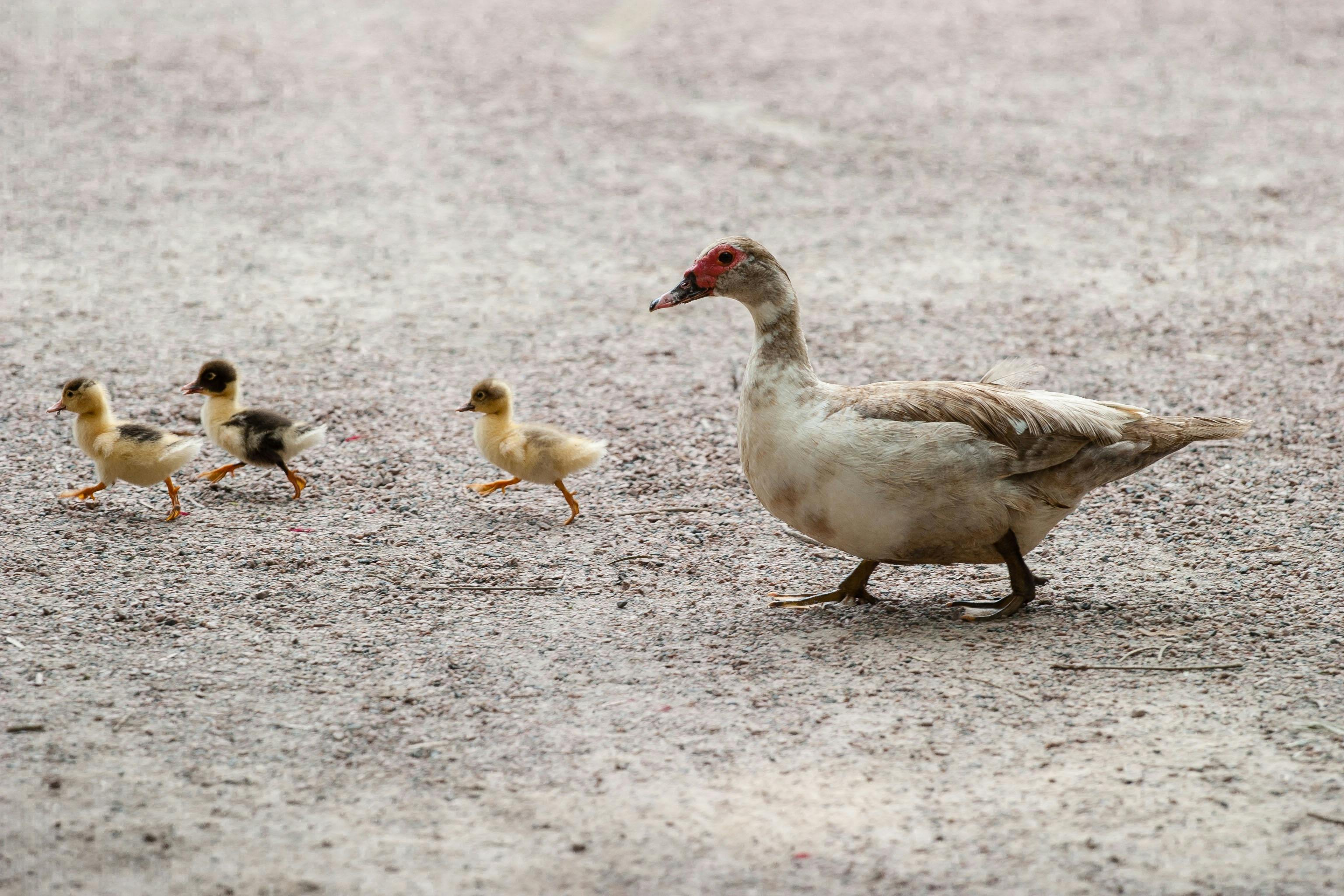 Enten Bilder Süß: Tauche ein in die Welt der niedlichen Enten!