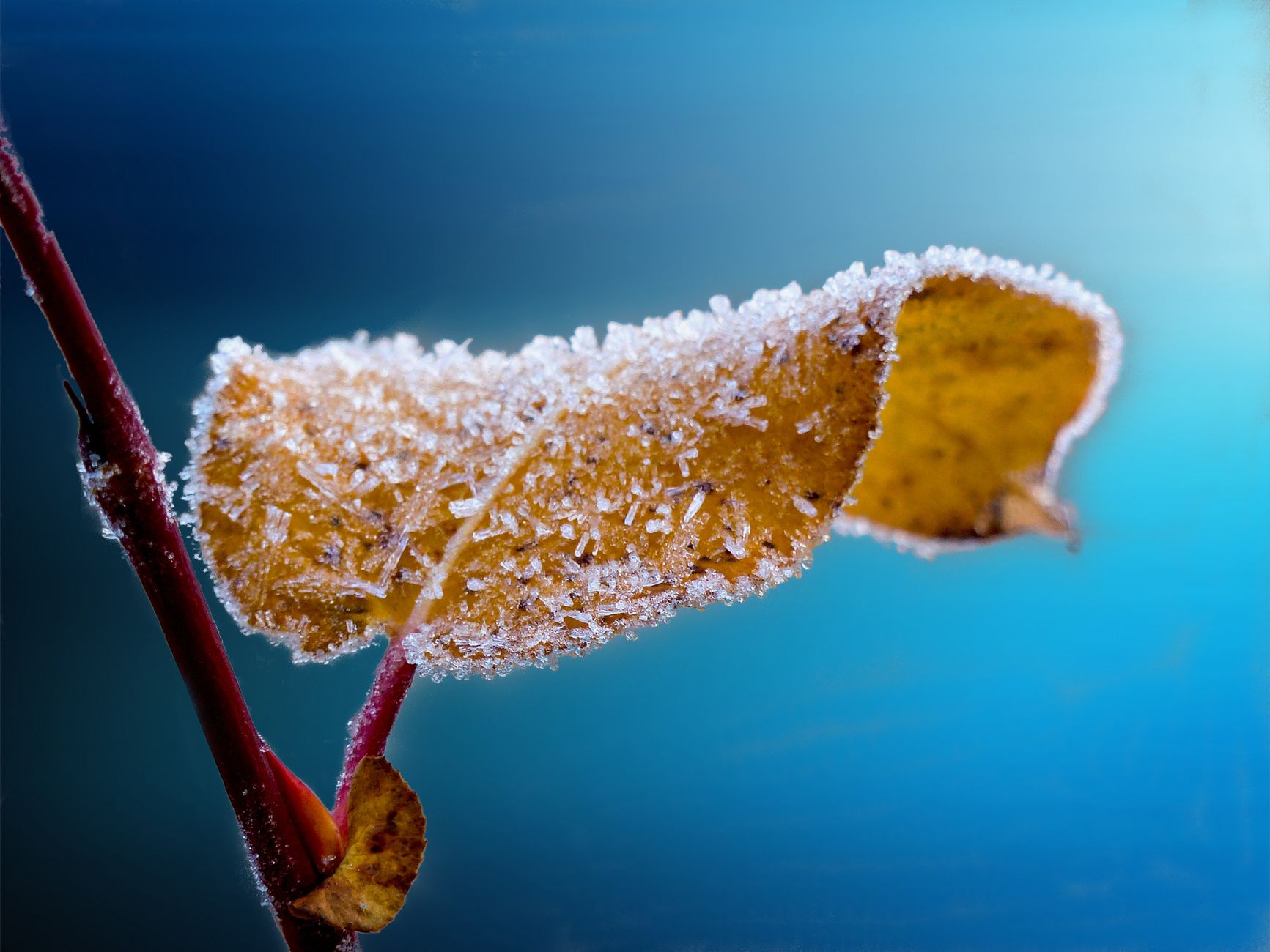 5 remedii naturale eficiente pentru prevenire în zona ta