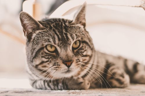 Free A serene domestic tabby cat lying down indoors, captured in warm tones and soft focus. Stock Photo