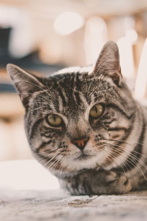 Free A close-up shot of a relaxed domestic cat lying down indoors with a soft blurred background. Stock Photo