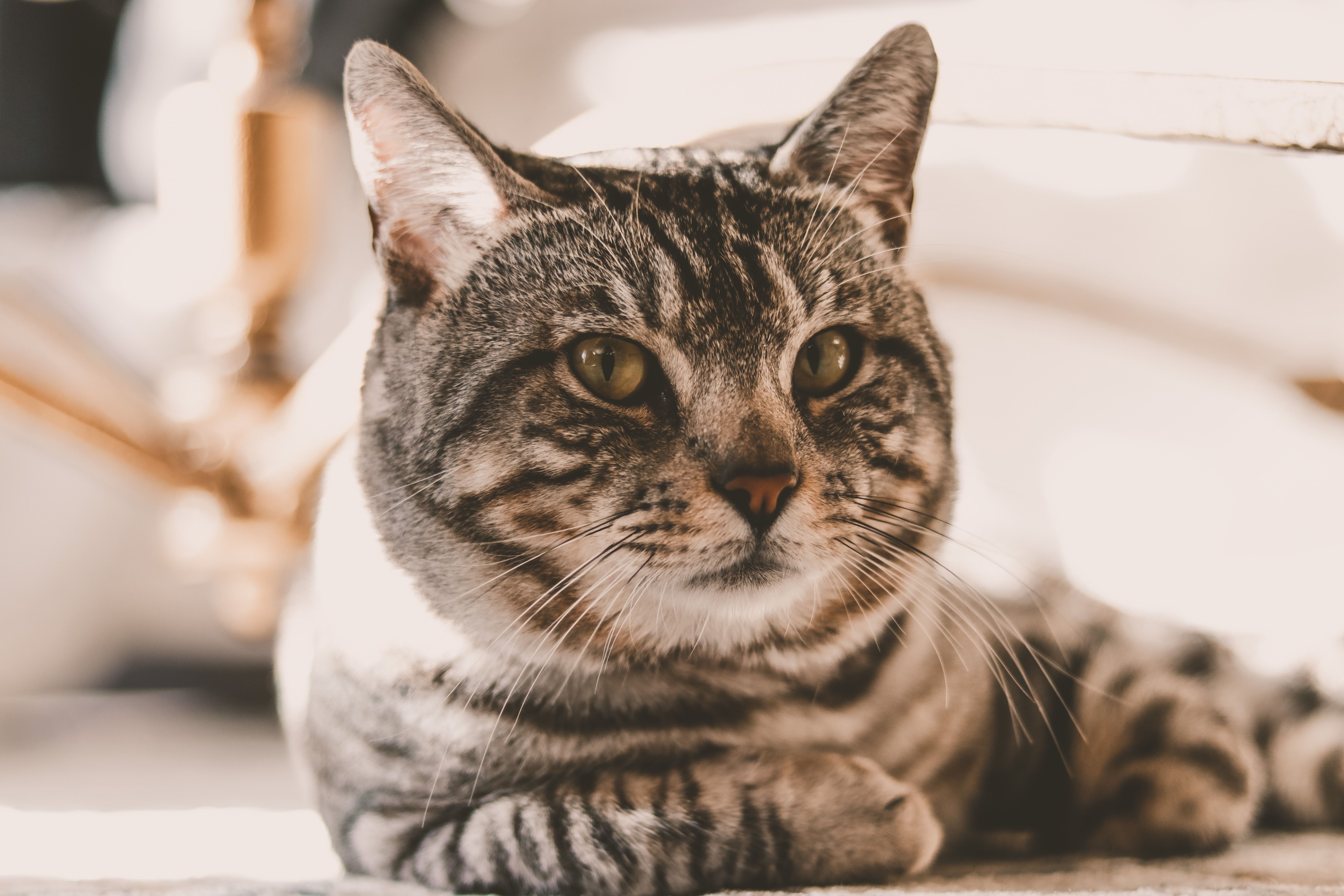 American Shorthair brown tabby cat being groomed
