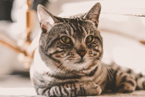 Free Portrait of a beautiful tabby cat lying down indoors with natural lighting. Stock Photo