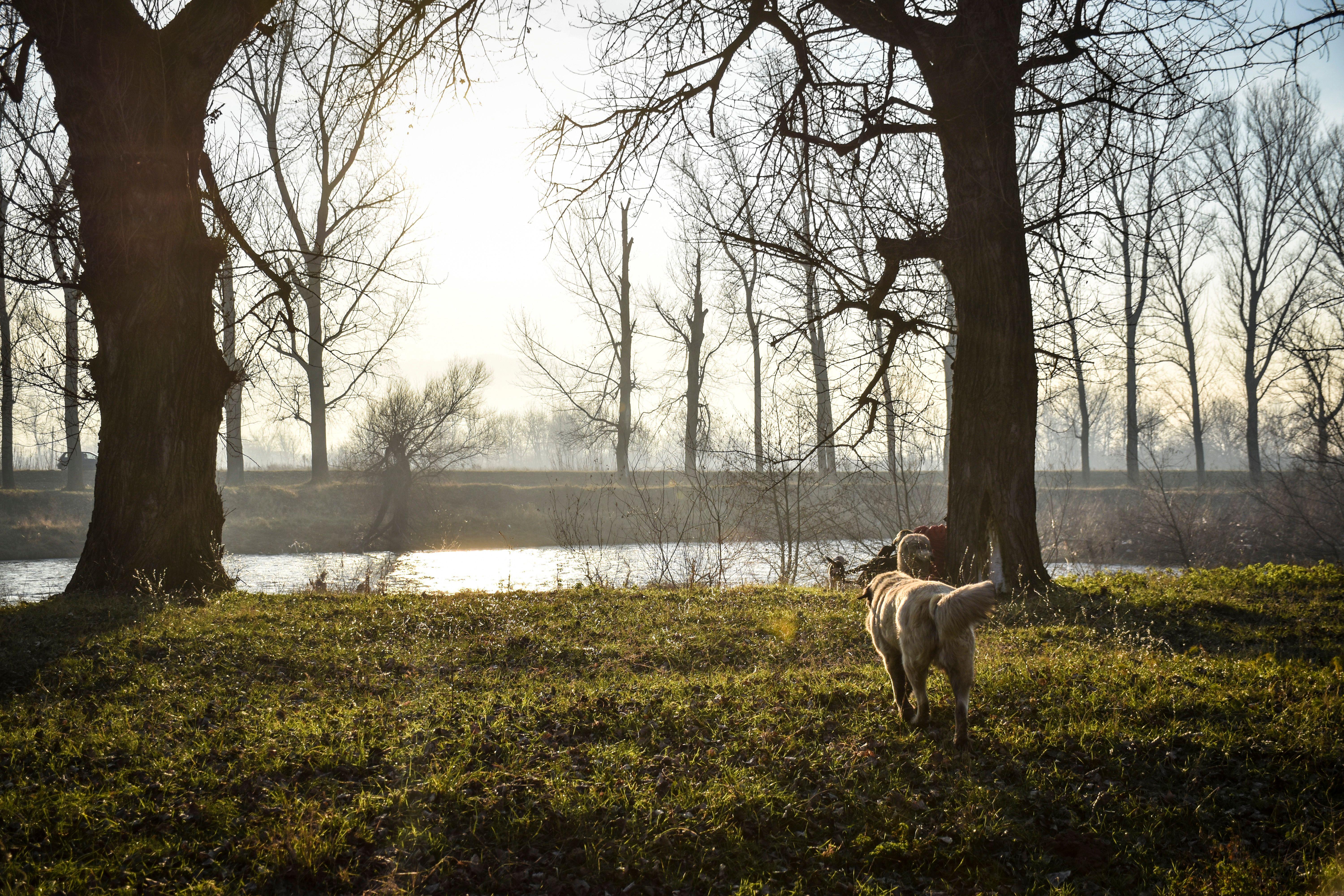 dog running freely through green meadow at sunset, representing the Rainbow Bridge vision of restored health