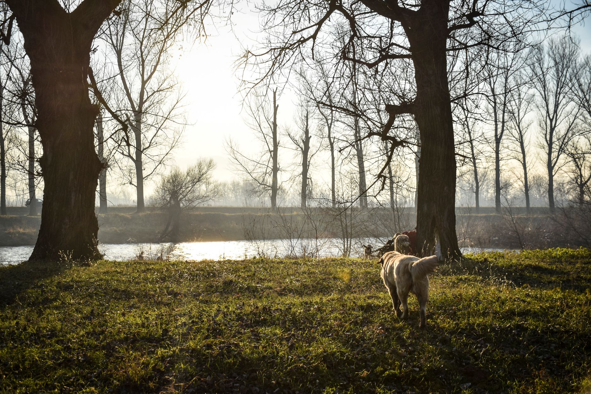 dog running freely through green meadow at sunset, representing the Rainbow Bridge vision of restored health