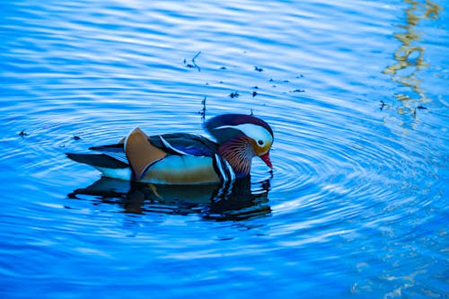 dalmak, kuşlar, Mavi su içeren Ücretsiz stok fotoğraf