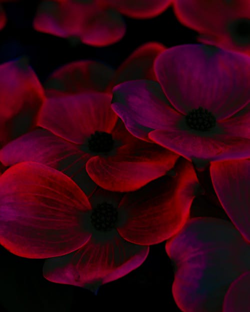 Fotobanka s bezplatnými fotkami na tému červený kvet, flóra, jemný