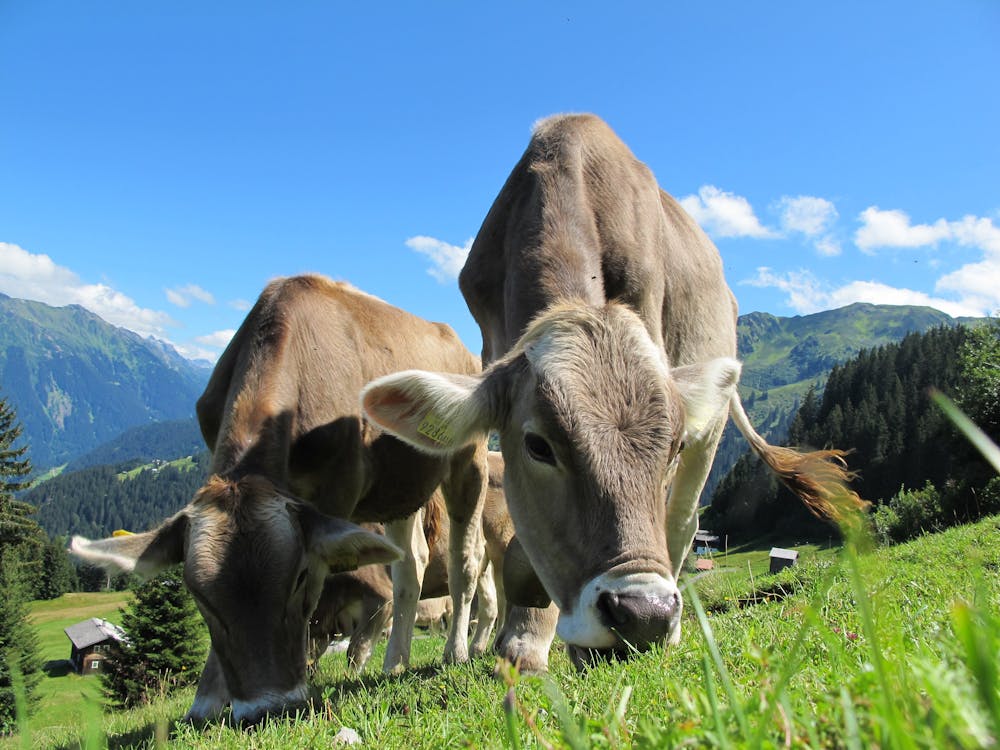 Zwei Rinder, Die Gras Auf Feld Essen