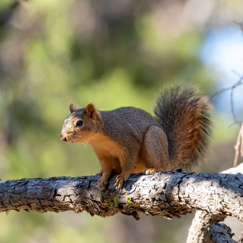Free Close-up of a squirrel perched on a tree branch in a sunlit forest setting. Stock Photo