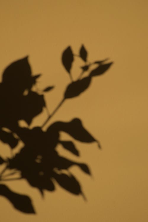 Shadow of plant with leaves of thin stem