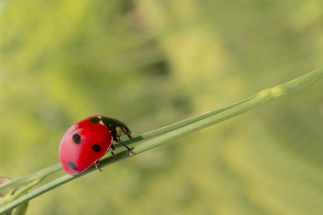 Free Lady Bug on a Green Plant Stock Photo