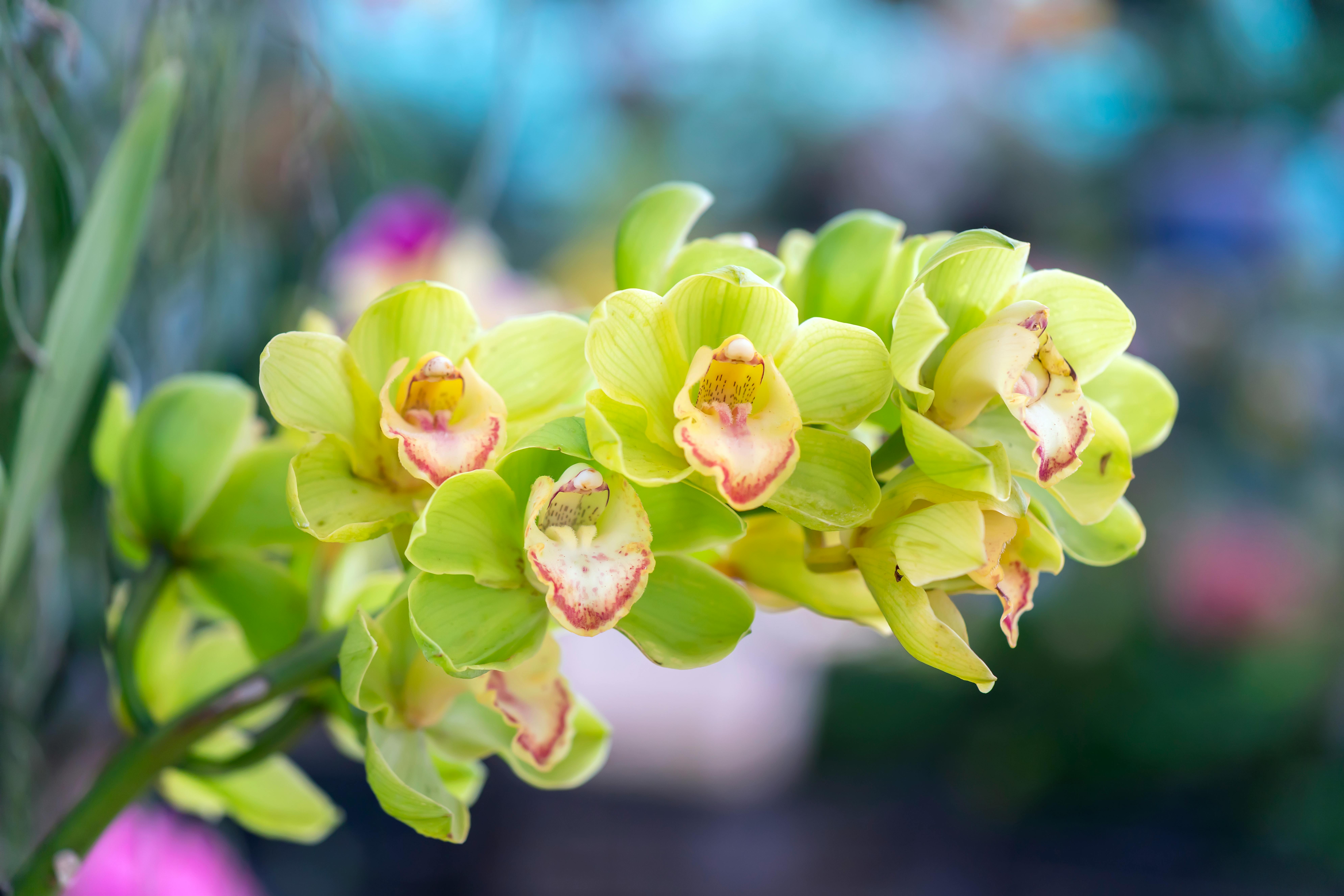 Leckeres dänisches Smørrebrød auf einem Teller