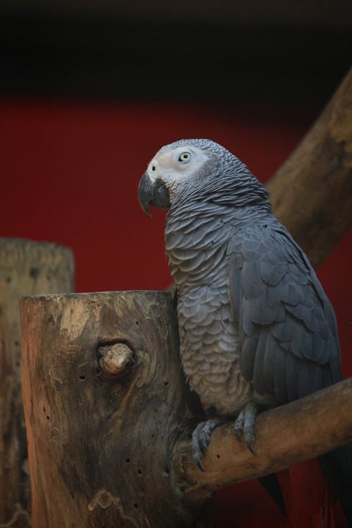 Gray Parrot on Brown Tree Branch