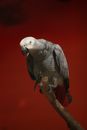 A Grey Parrot Perched on a Branch