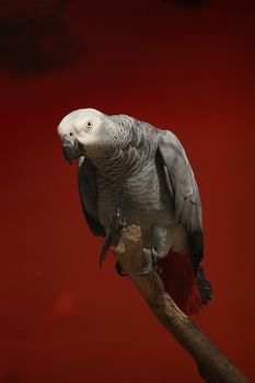 parrot photo