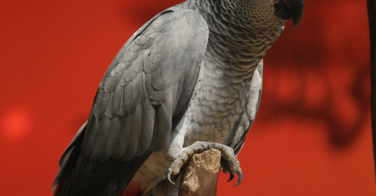 Rüyada Konuşan Papağan Görmek - Rüya Tabiri ve Anlamı - Congo African Grey Parrot with vivid red tail feathers perched on a branch against a red background.