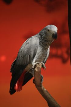 Congo African Grey Parrot with vivid red tail feathers perched on a branch against a red background.