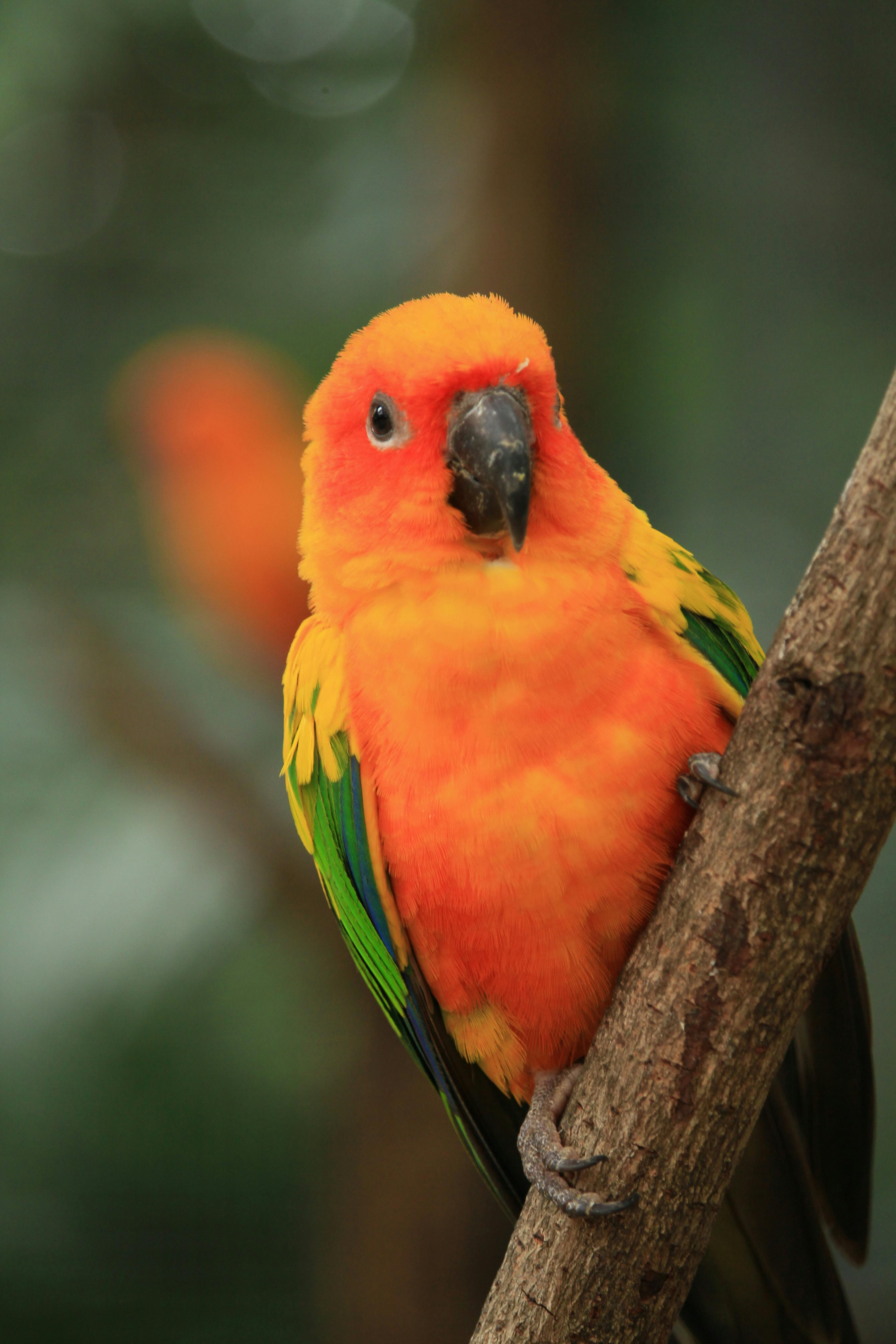 885 Conure On Black Royalty-Free Photos and Stock Images | Shutterstock