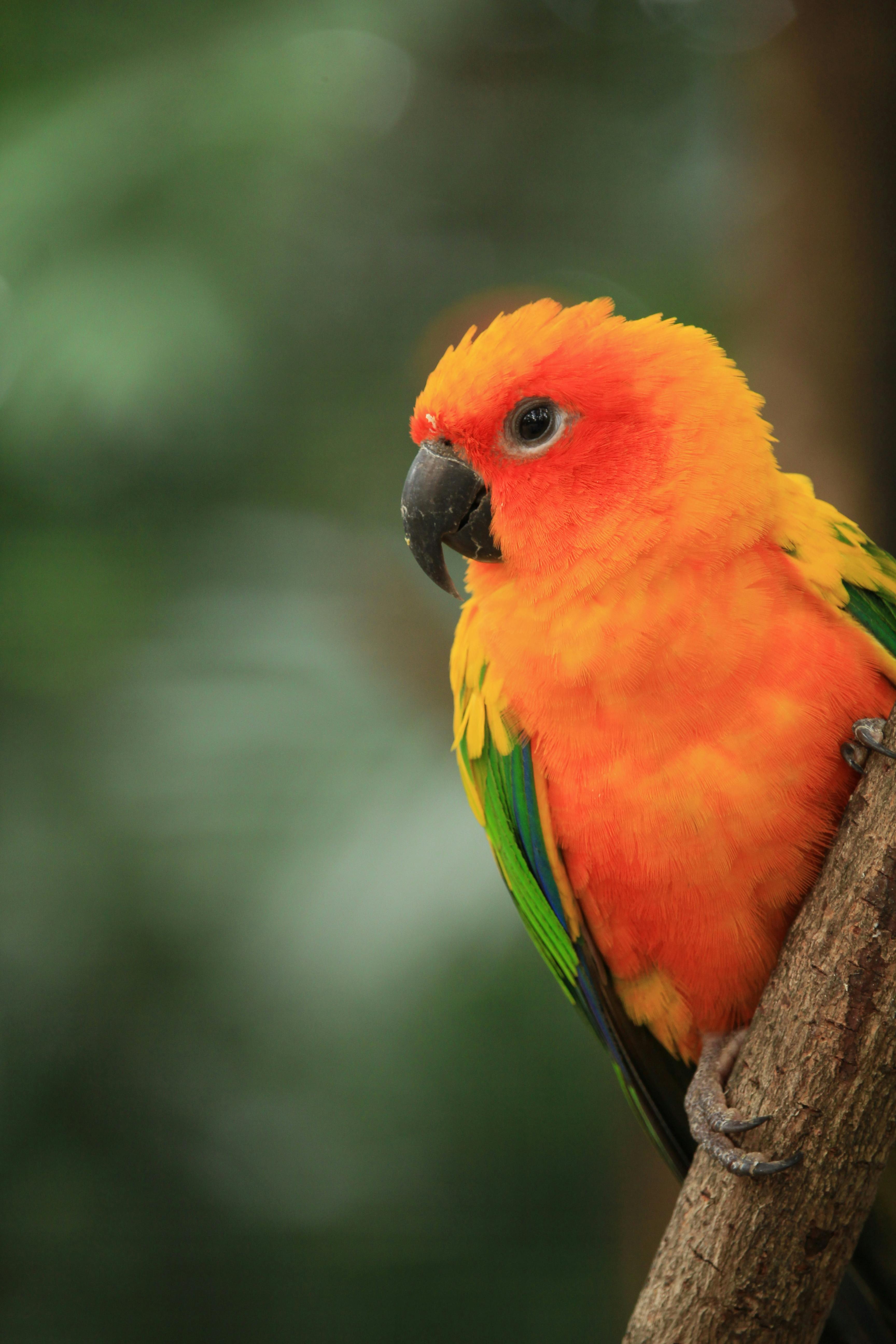 Sun Conure Parrots Stock Photo  Download Image Now  Parrot Animal  Exoticism  iStock