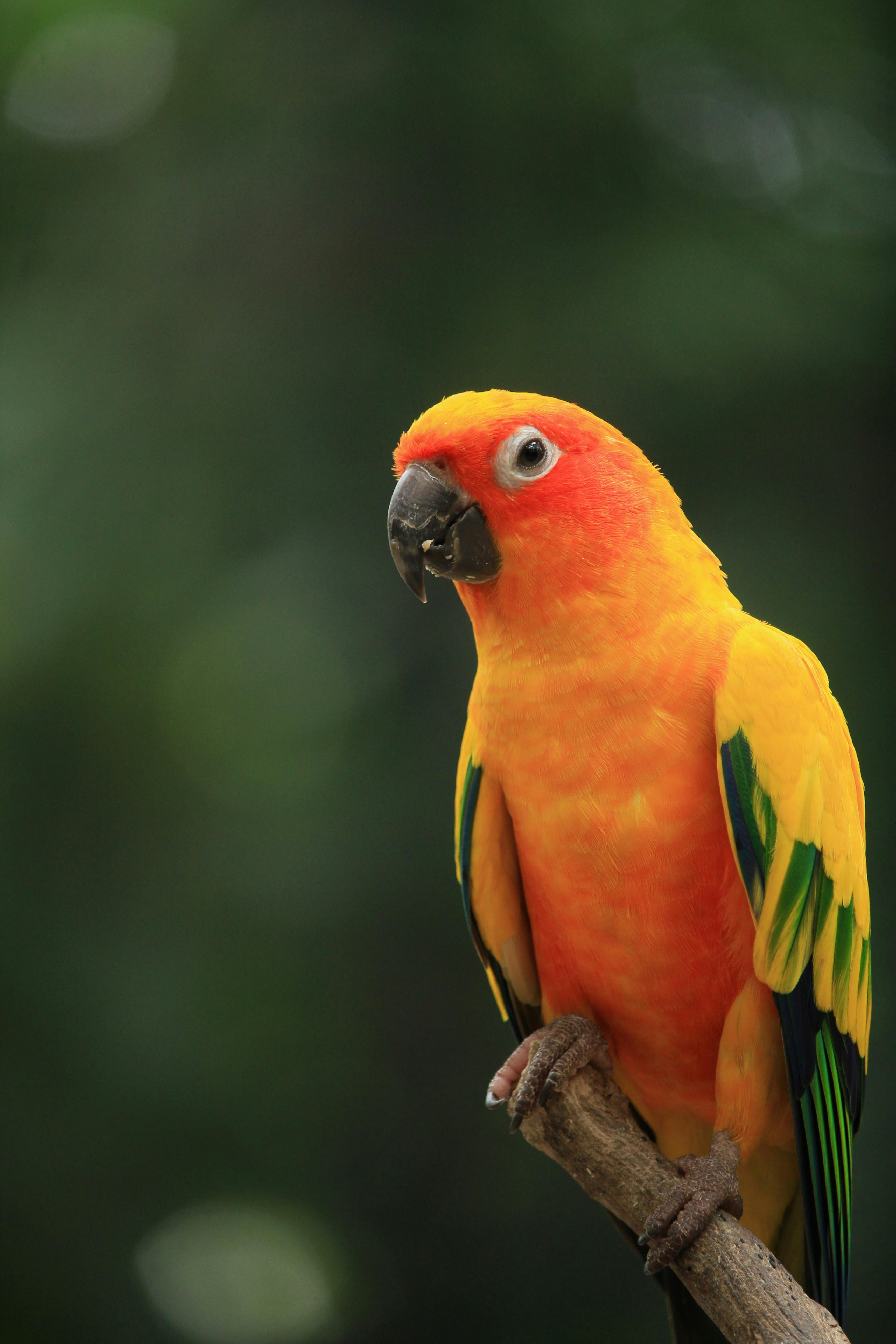 Pineapple Conure