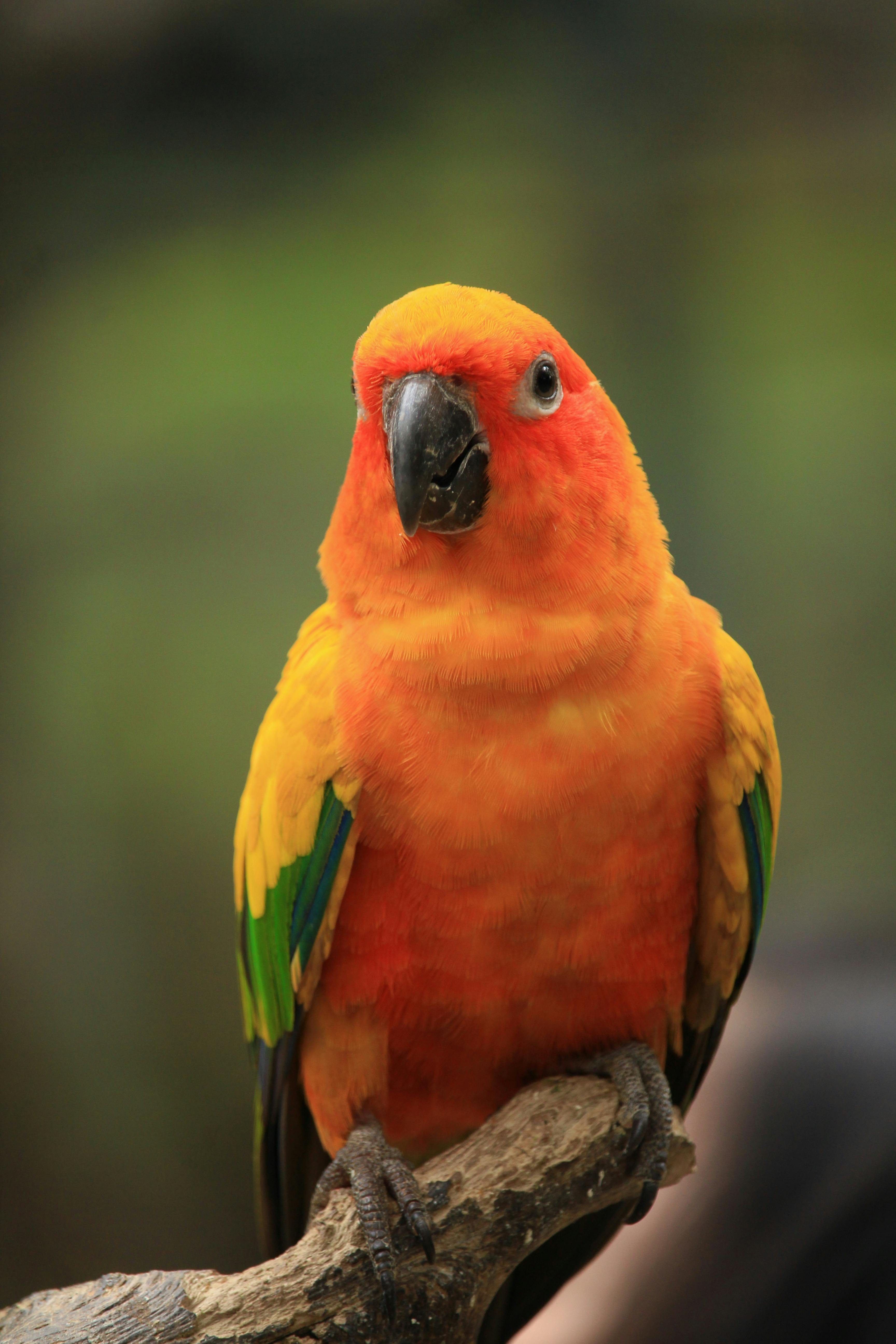 Green cheek conure HD wallpapers  Pxfuel