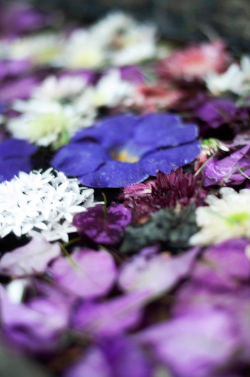 Δωρεάν στοκ φωτογραφιών με λουλούδι, λουλούδια, μπλε λουλούδια